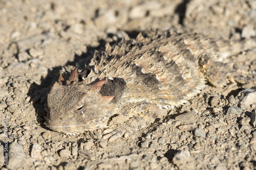 Horned lizard camouflaged on ground
