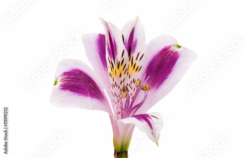 Violet Alstroemeria flower