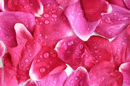 Pink rose petals close-up  wet  water drops  fresh aromatic background. 