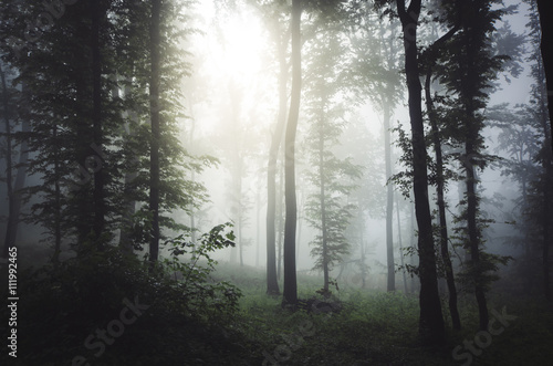 sun ray in misty forest