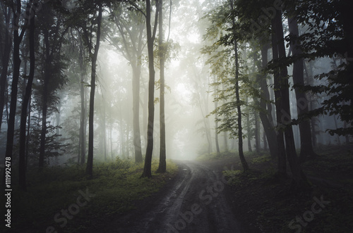 forest path in fog