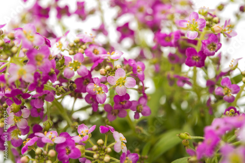 alyssum flower isolated