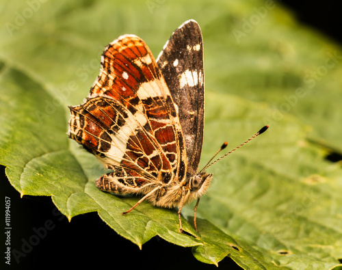 Schmetterling photo