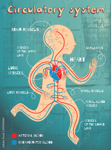 vector cartoon illustration of human circulatory system for kids
