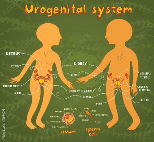 vector cartoon illustration of male and female urogenital system