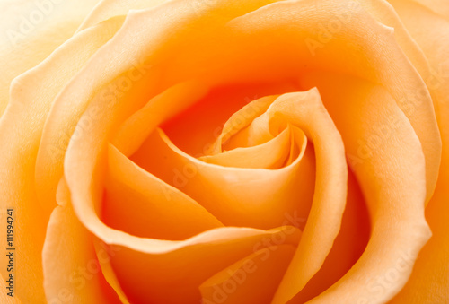 close up of orange rose petals