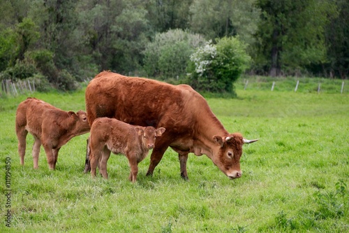 the cow and his calf in a meadow