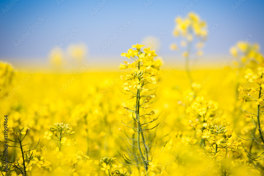 Yellow field with oil seed rapeseed in early spring Yellow field with oil seed rapeseed in early spring