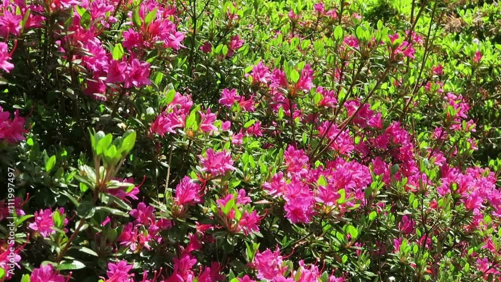 pink azalea bush in park landscape pink azalea bush in park landscape