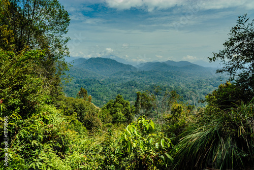 scenery inside the forest Taman Negara in Malaysia