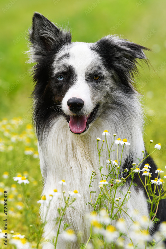 Hund mit Kamillenblüten