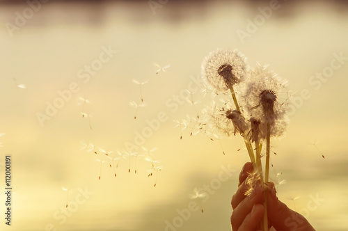 dandelion seeds flying in the hands