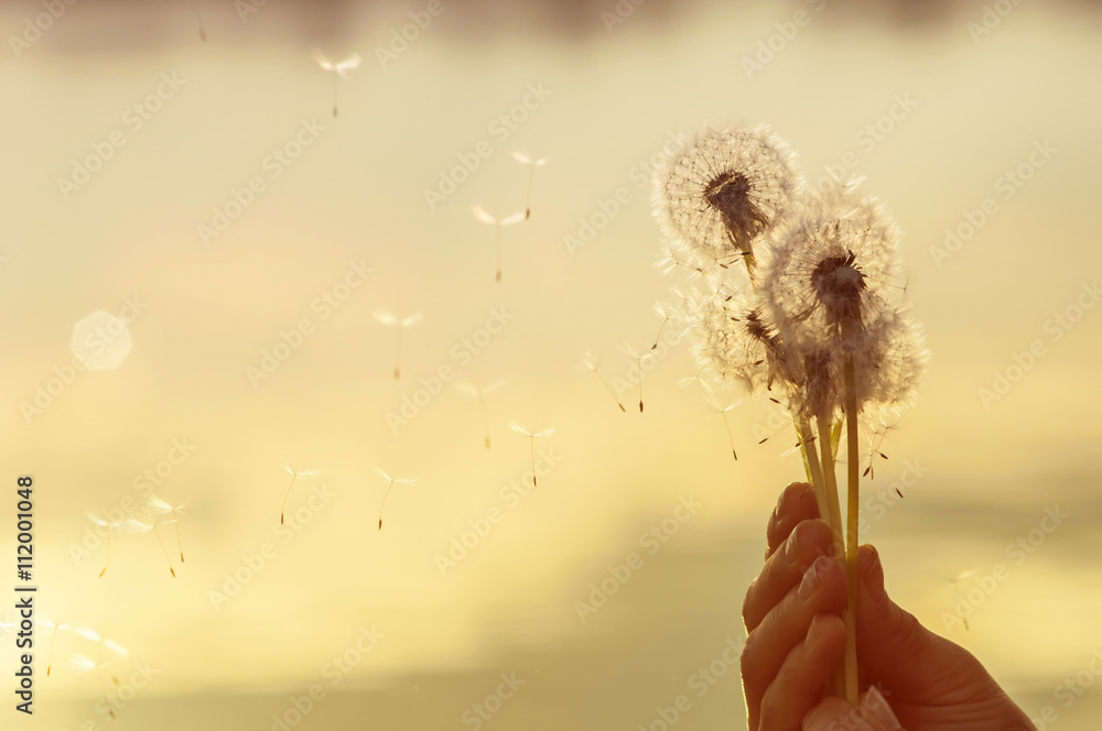 Fototapeta premium Close-up z nasion mniszka lekarskiego pływające