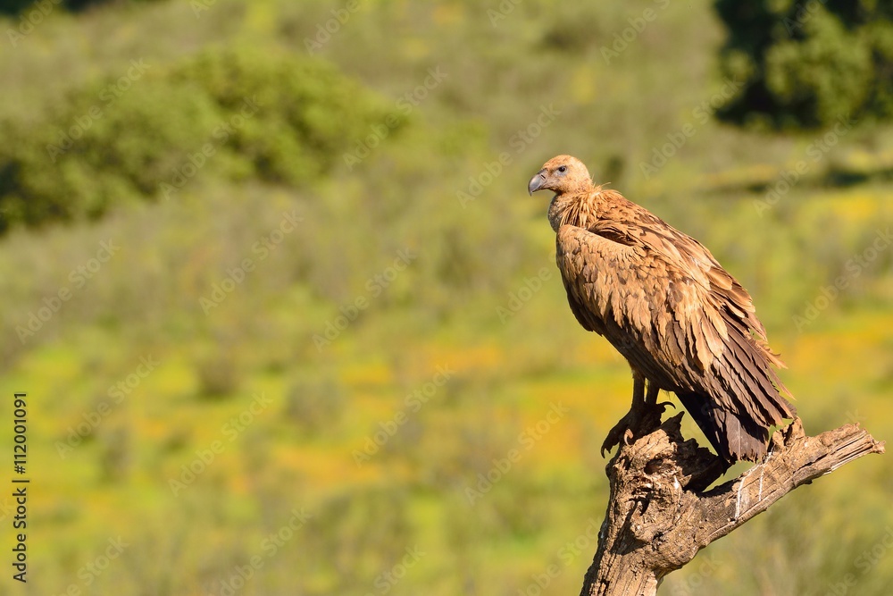 Griffon vulture in the meadow of Extremadura. Griffon vulture in the meadow of Extremadura.