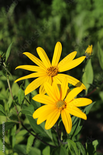 Jerusalem artichoke flowers