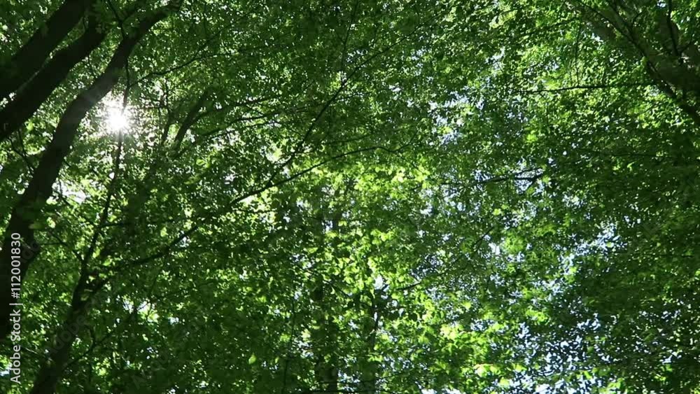 sunlight shines through the tree top of beech sunlight shines through the tree top of beech