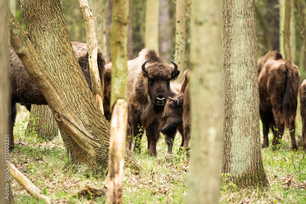 Bison in forest looking towards camera Bison in forest looking towards camera