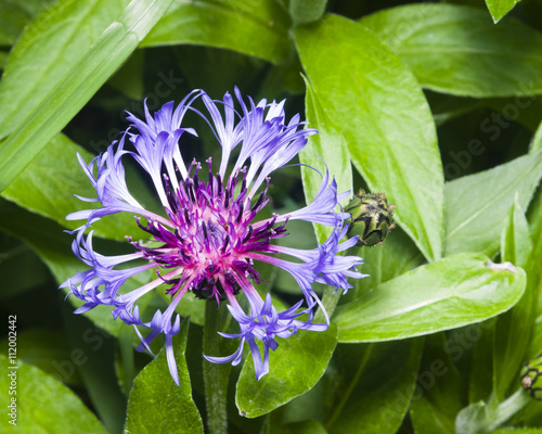 Flower of squarrose knapweed macro, selective focus, shallow DOF photo