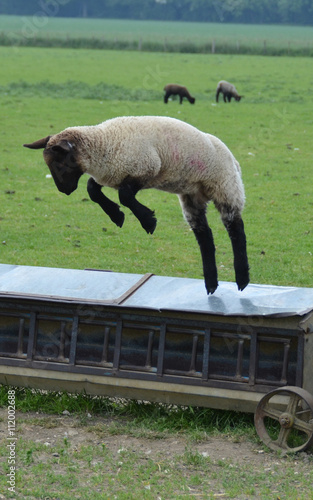 lamb jumping off the feeder