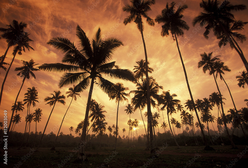 SRI LANKA HIKKADUWA COCONUT PLANTATION