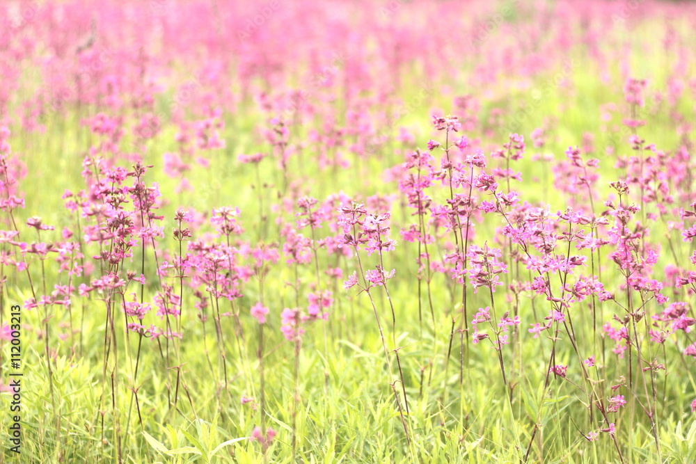 Naklejka premium photo of spring meadow with pink wildflowers, selective focus