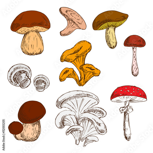 Ripe fresh mushrooms sketch symbols