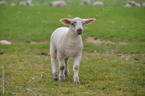 a young lamb out in the field