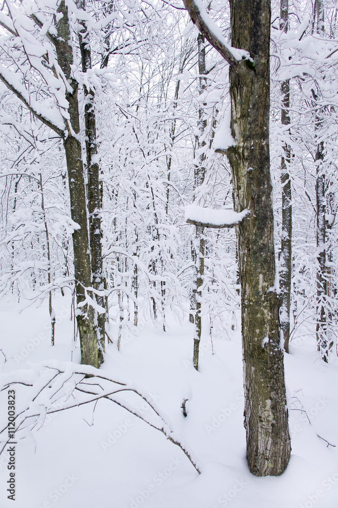 Obraz premium snow covered trees