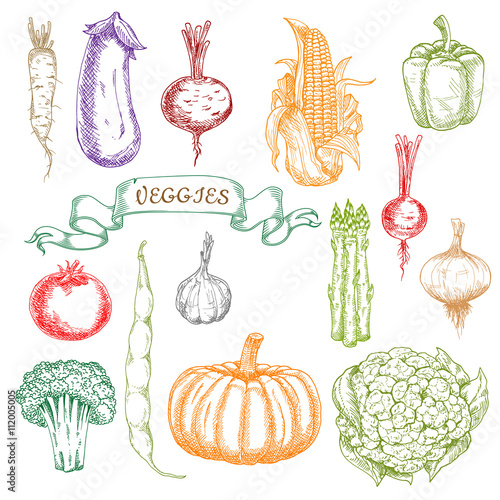 Sketches of fresh picked ripe vegetables