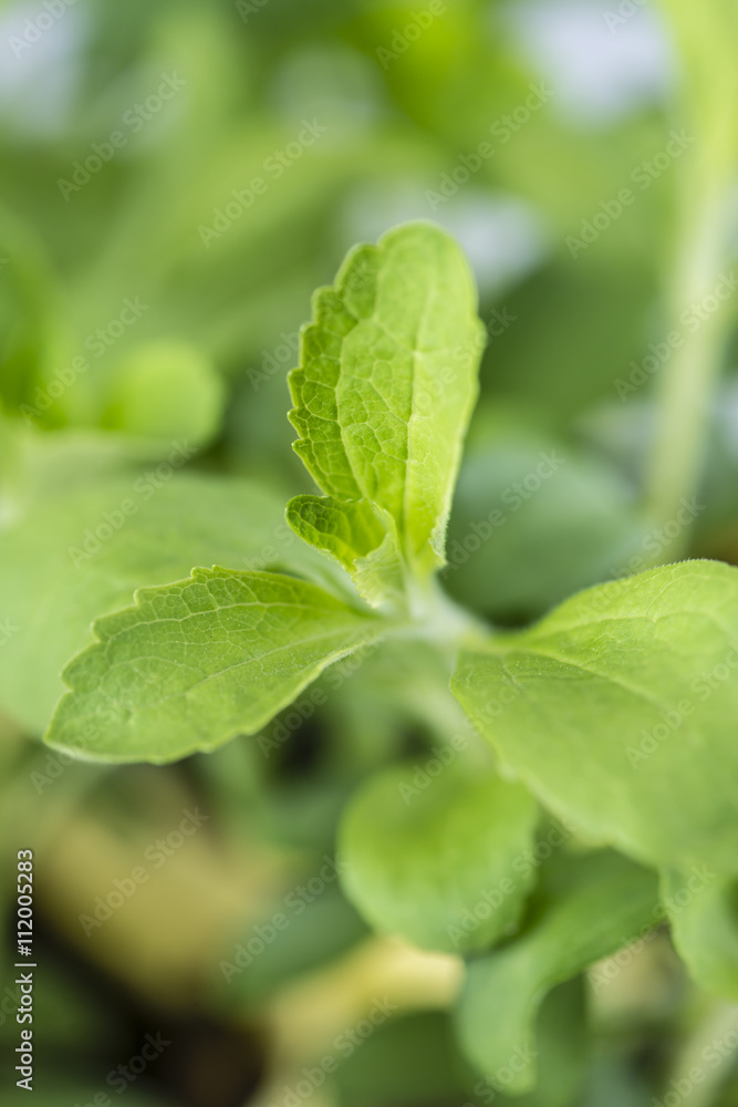 Stevia Plant (close-up shot; selective focus) Stevia Plant (close-up shot; selective focus)