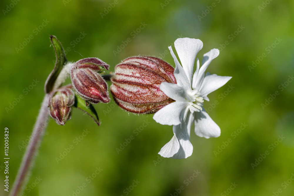 Silene vulgaris. Colleja, Farolillo. Silene vulgaris. Colleja, Farolillo.