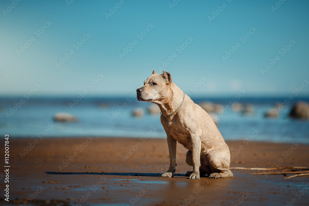 Dog breed American Staffordshire Terrier walking, summer Dog breed American Staffordshire Terrier walking, summer