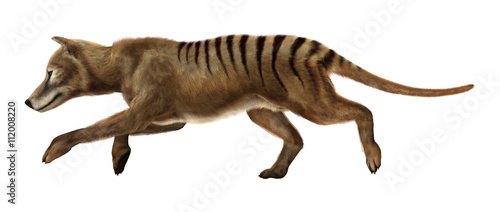 3D Rendering Thylacine on White