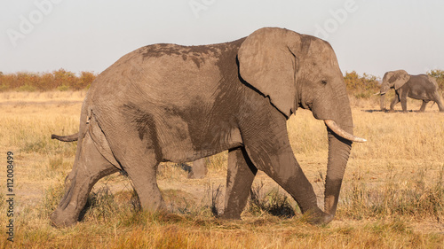 African elephant  Loxodonta africana   Kruger Park  South Africa