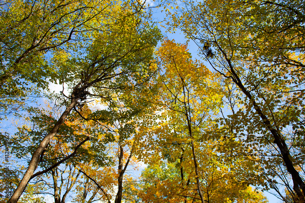 view of autumn trees. view of autumn trees.