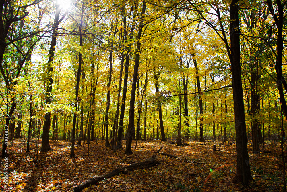 Fototapeta premium image of autumn trees.