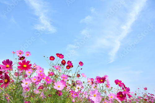 コスモスの花と青空 © tamayura39