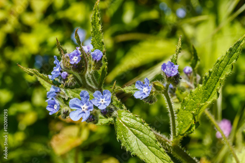 Lycopsis, Anchusa arvensis. Buglosa, Lengua de Buey en flor. photo