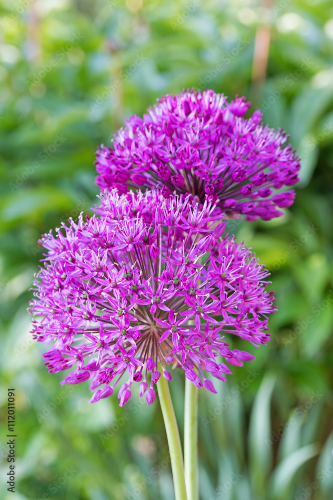 Two purple flowers of ornamental onions on the green background. Two purple flowers of ornamental onions on the green background.