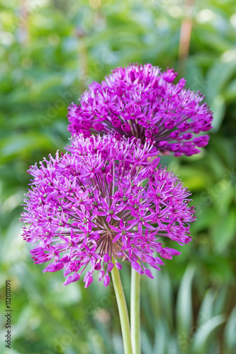 Two purple flowers of ornamental onions on the green background.