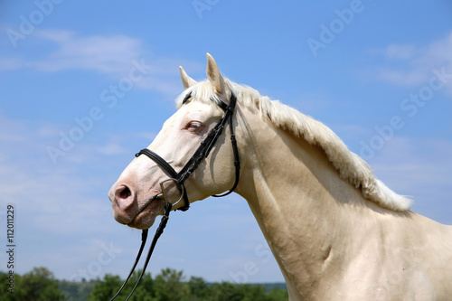 Portrait of a young cremello stallion