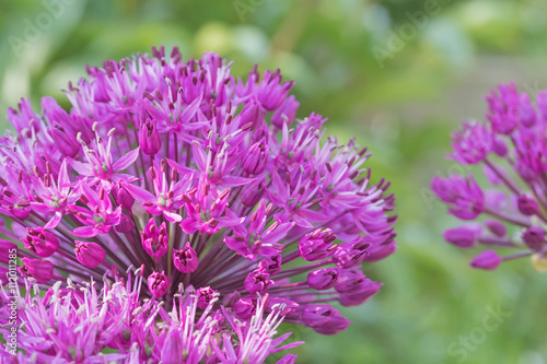 The purple flowering ornamental onions. Flower has a circular shape.