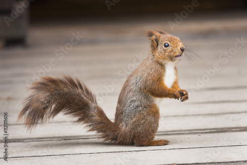 Red squirrel standing up