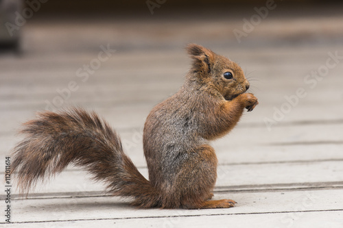 Red squirrel standing up