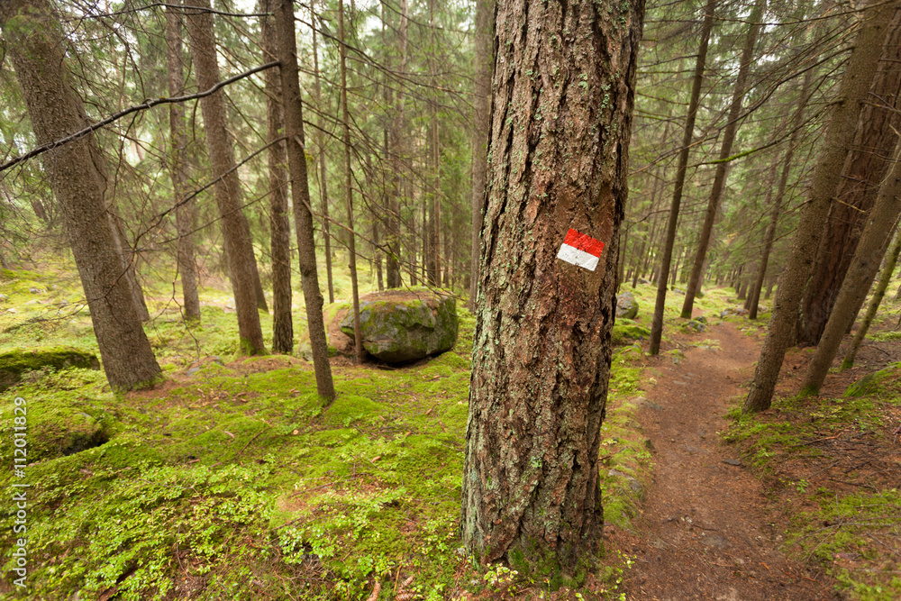 walking into the forest long a path in a cloudy day. No people a walking into the forest long a path in a cloudy day. No people a