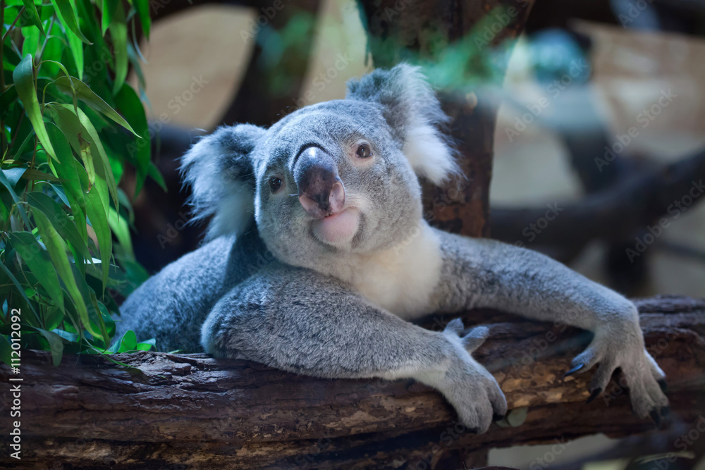 Naklejka premium Queensland koala (Phascolarctos cinereus adustus).