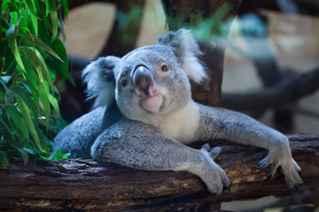 Ingelijste posters Koala Queensland koala in regenwoud  © Vladimir Wrangel