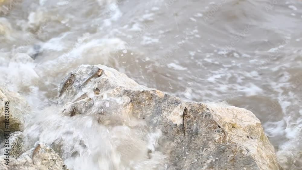 Mudskipper or Amphibious fish Mudskipper or Amphibious fish