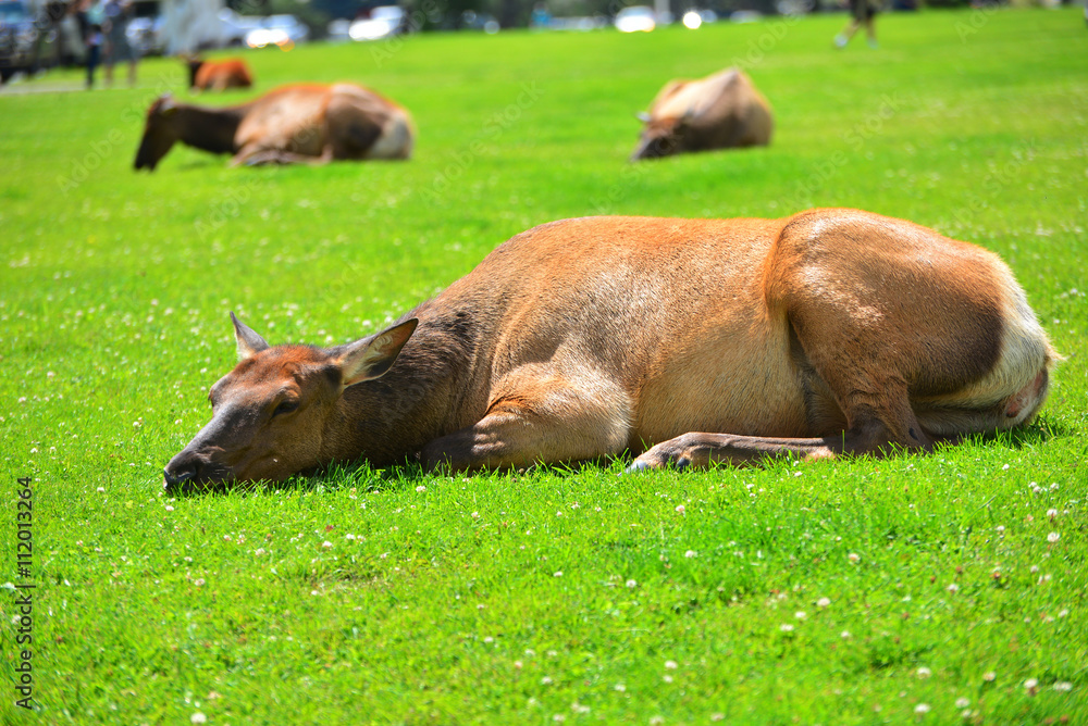 An elk lying in the green grass An elk lying in the green grass