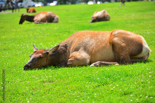 An elk lying in the green grass © ballllad